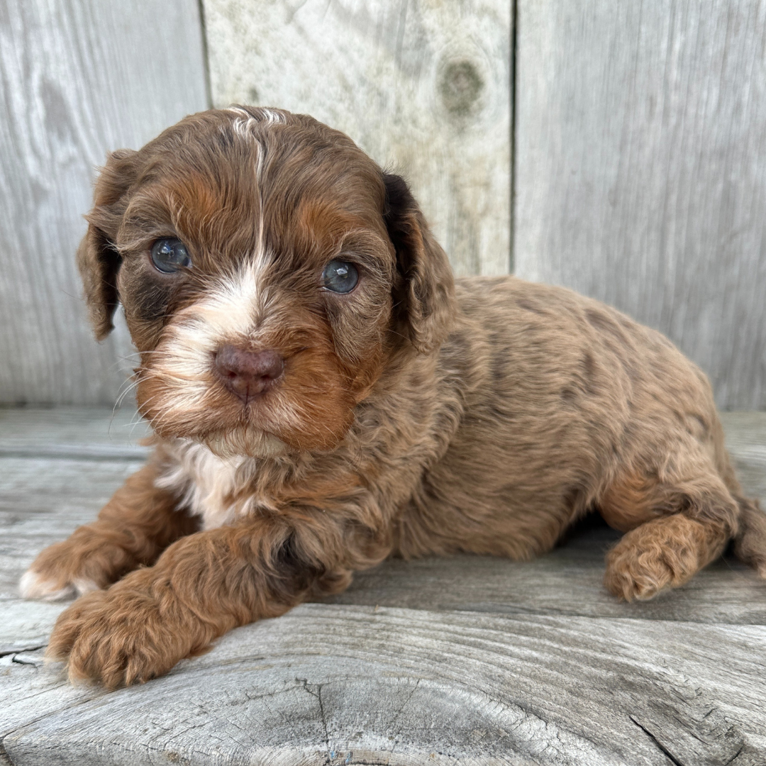 Chocolate-Merle-Cavapoo