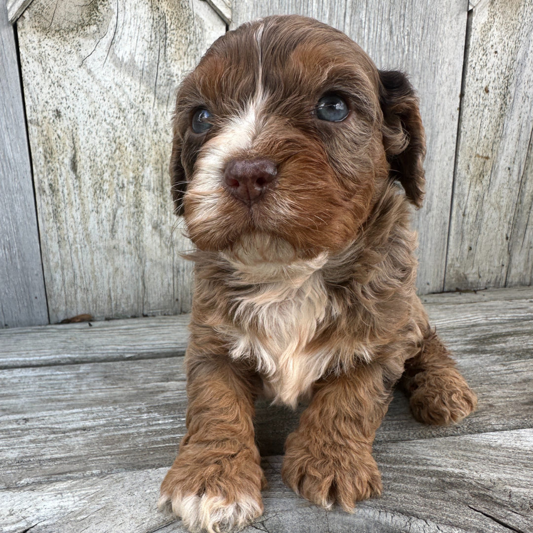 Chocolate-Merle-Cavapoo