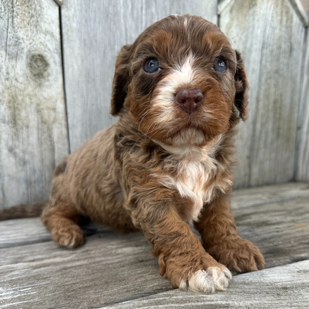 Chocolate-Merle-Cavapoo