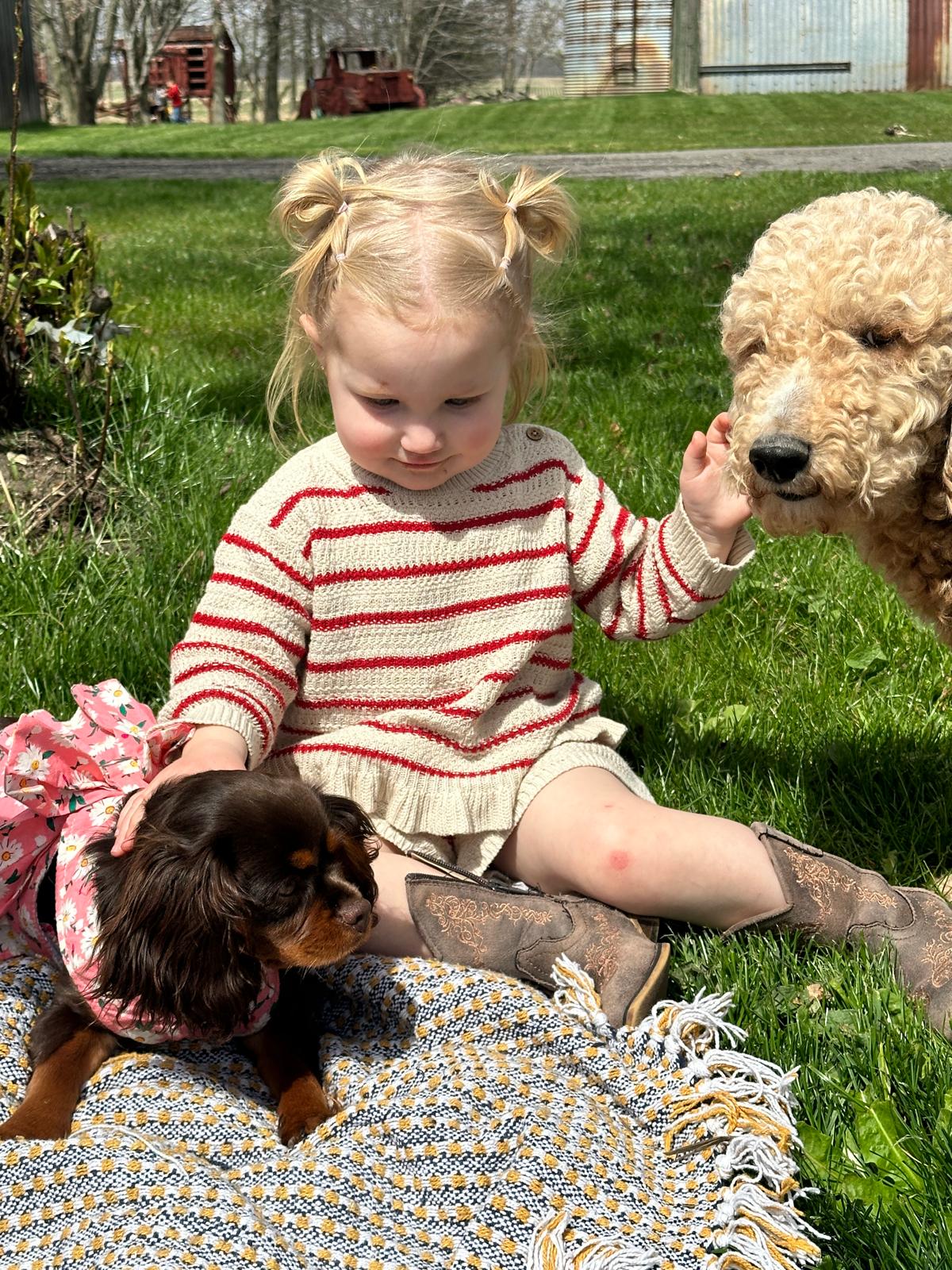 Cavalier_Cavapoo_Puppies