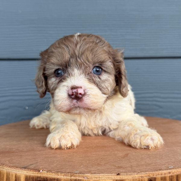 Chocolate-Merle-Pup