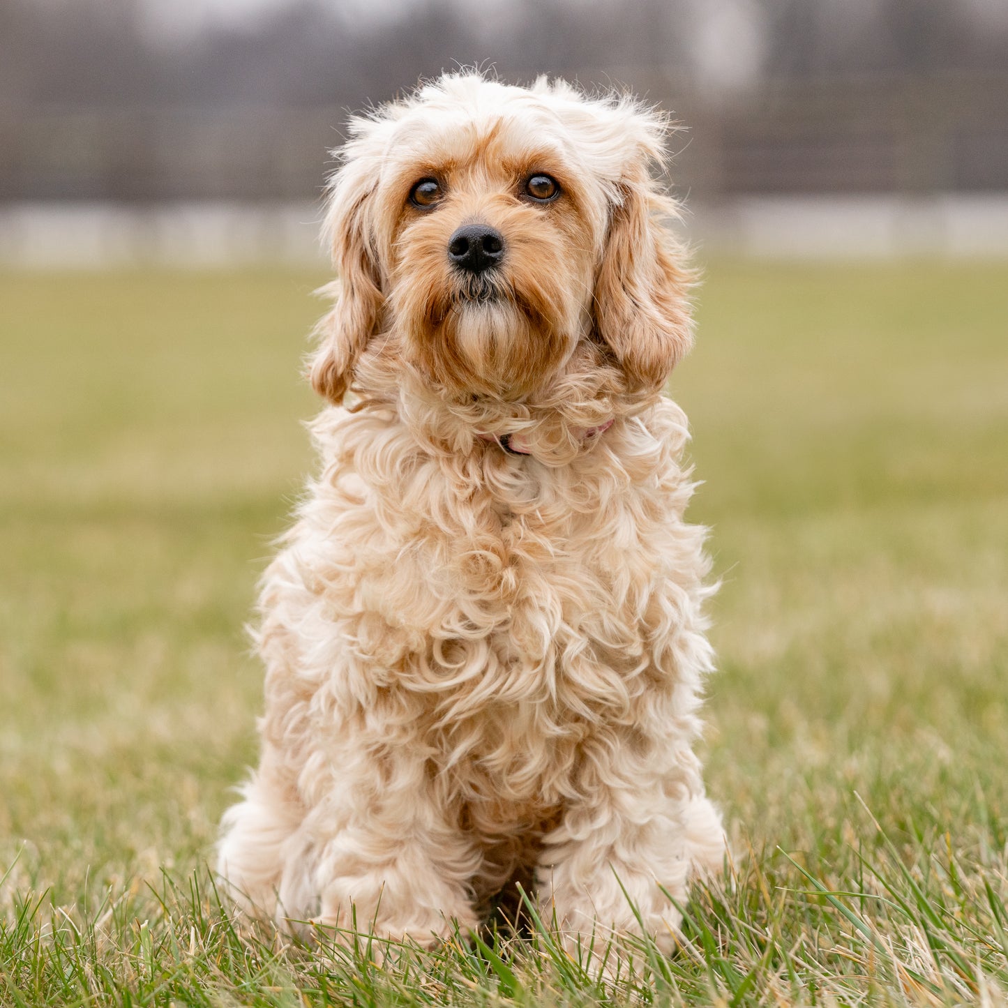 Cavapoo