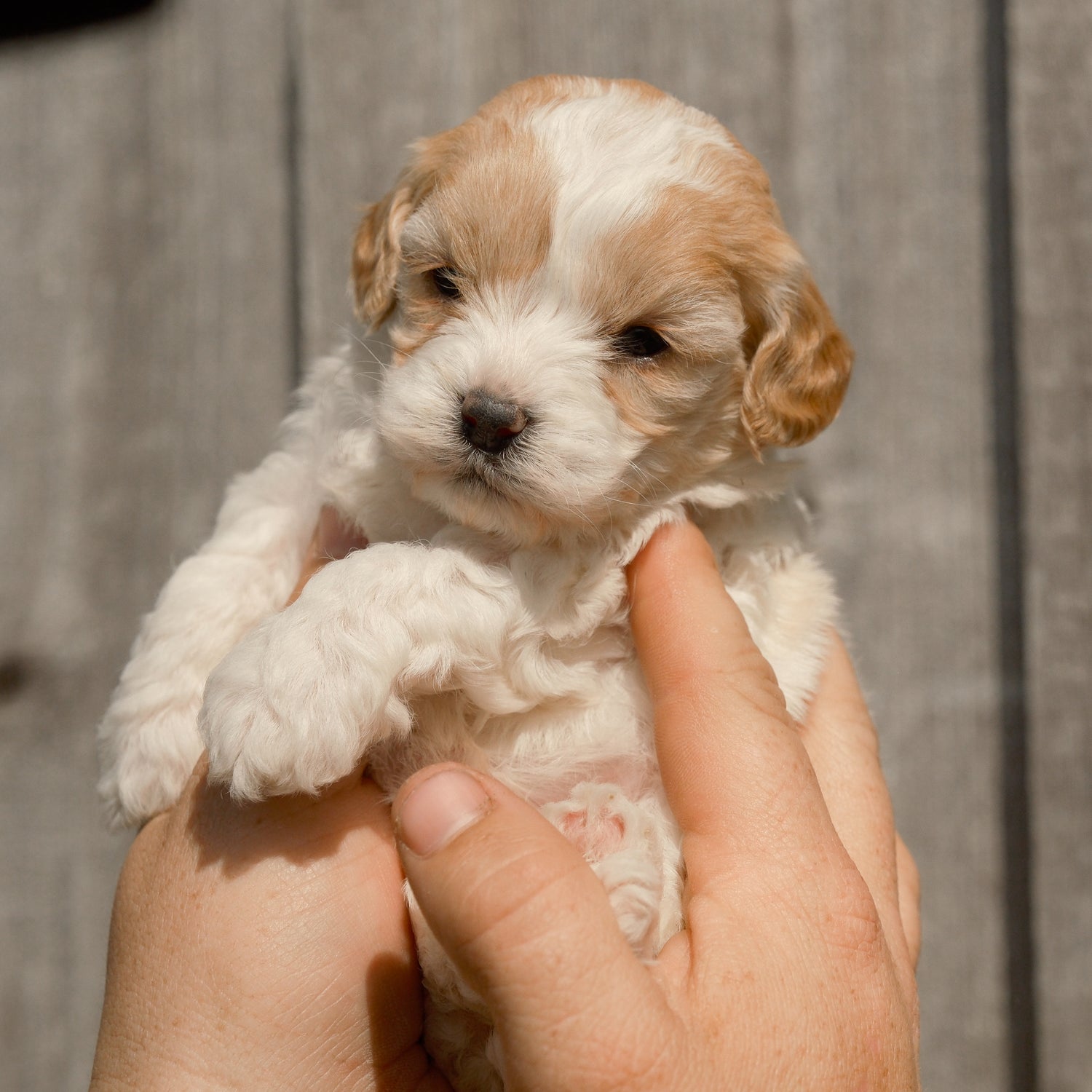 Cavapoo-Puppies