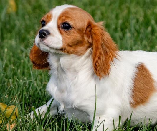 10 Facts About the Cavalier King Charles Spaniel?