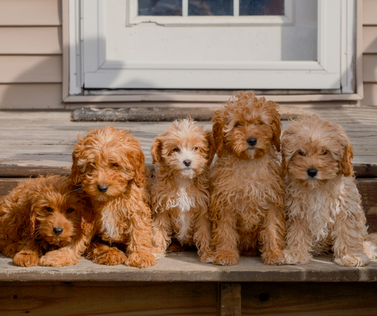 Are Cavapoos Completely Hypoallergenic?