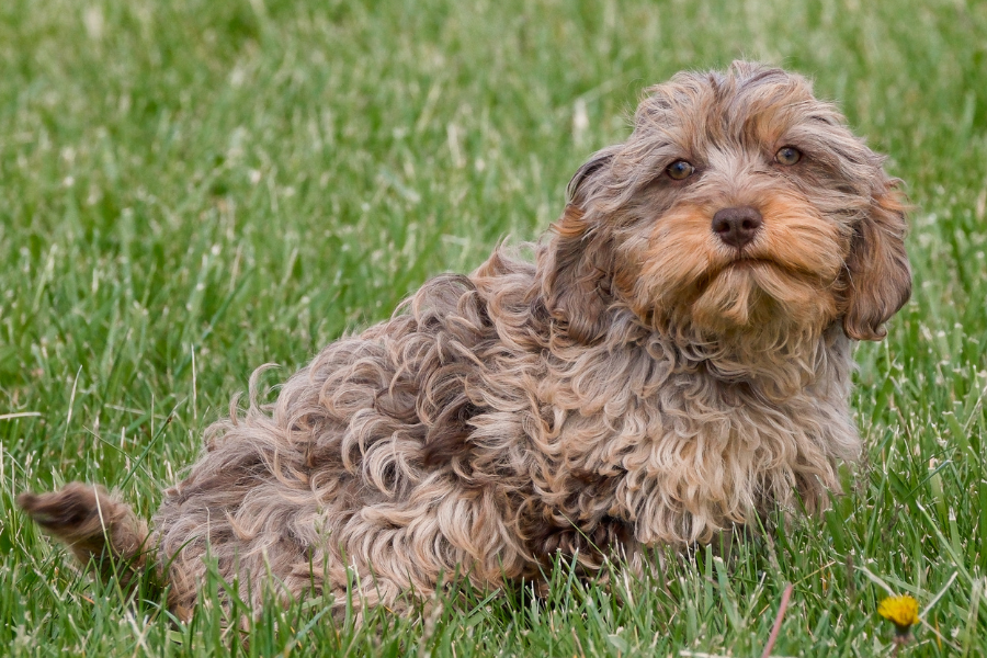 Are Chocolate Merle Cavapoos Easy to Train? – Rafter E Pups