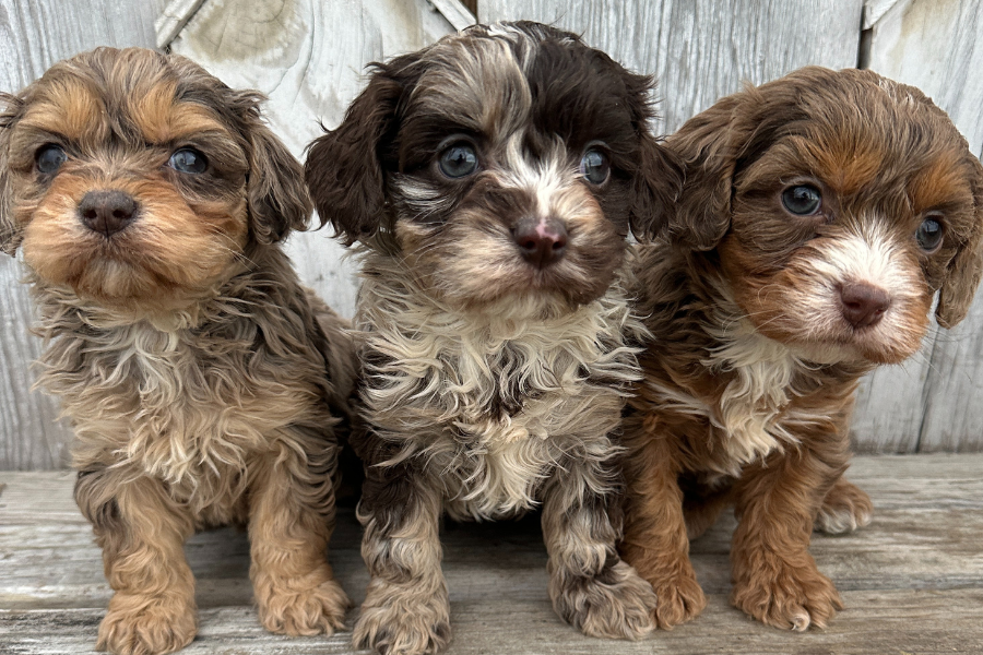 Cavapoochon Merle Are Chocolate Merle Cavapoos Rare? – Rafter E Pups