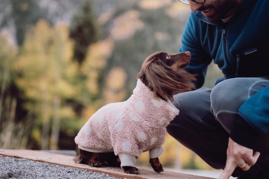 Are Dachshunds Good with Kids? What Parents Need to Know