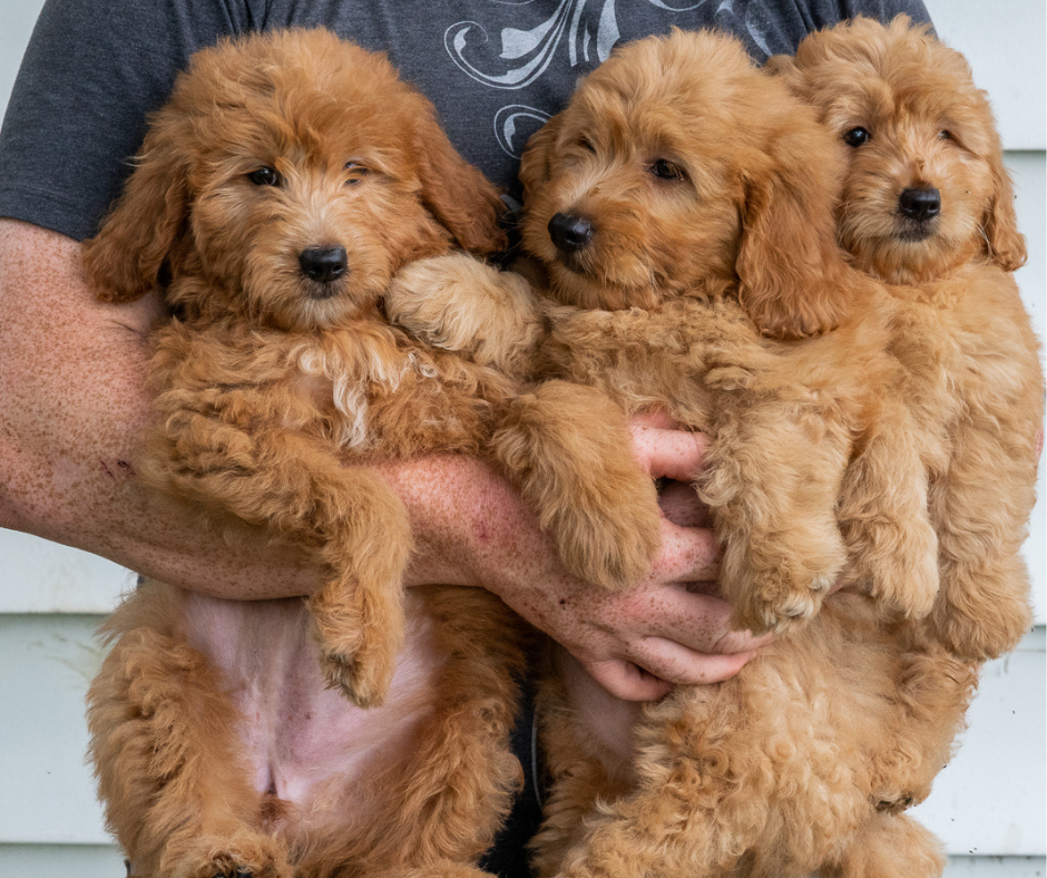 Are Goldendoodles Completely Hypoallergenic?