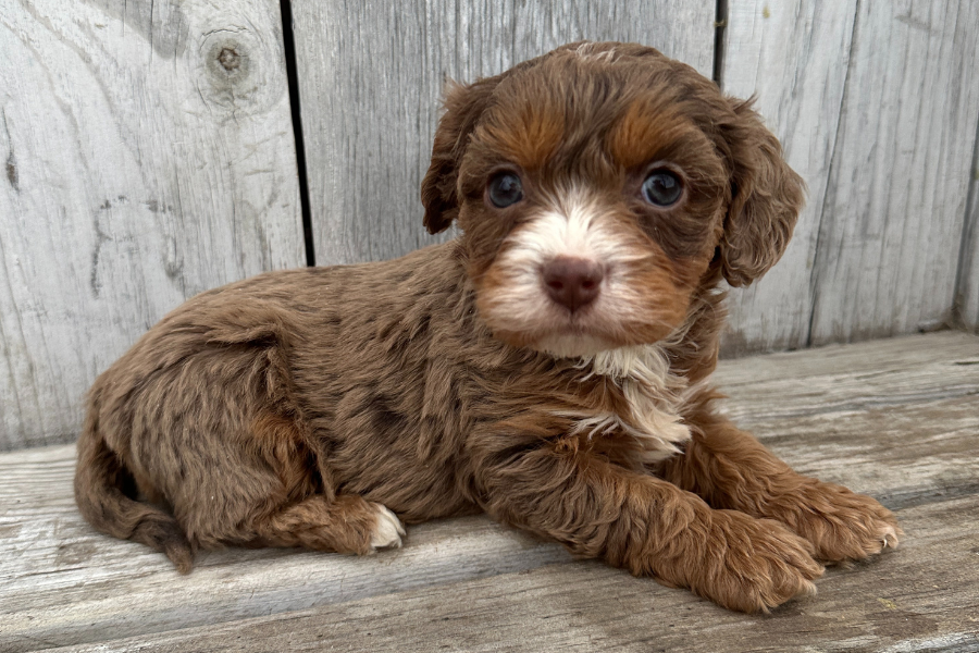 Best Chocolate Merle Cavapoo Breeders – Rafter E Pups