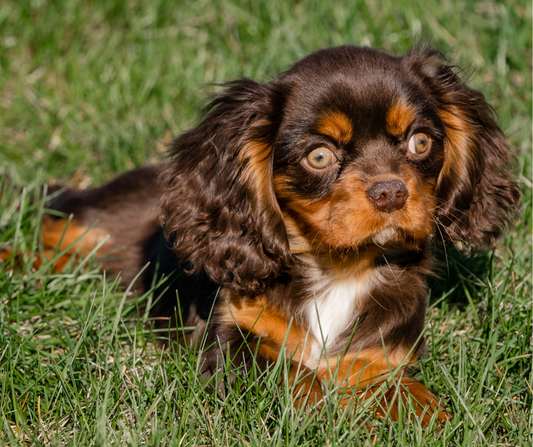 Caring for Your Chocolate Cavalier King Charles Spaniel