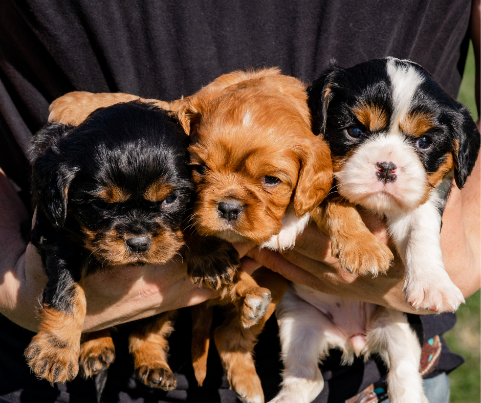 Cavalier King Charles Spaniel Ear Care Routine