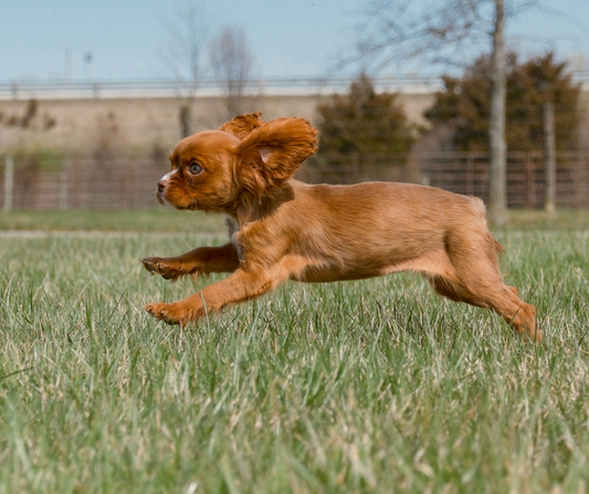 Cavalier-King-Charles-Spaniel-Playtime