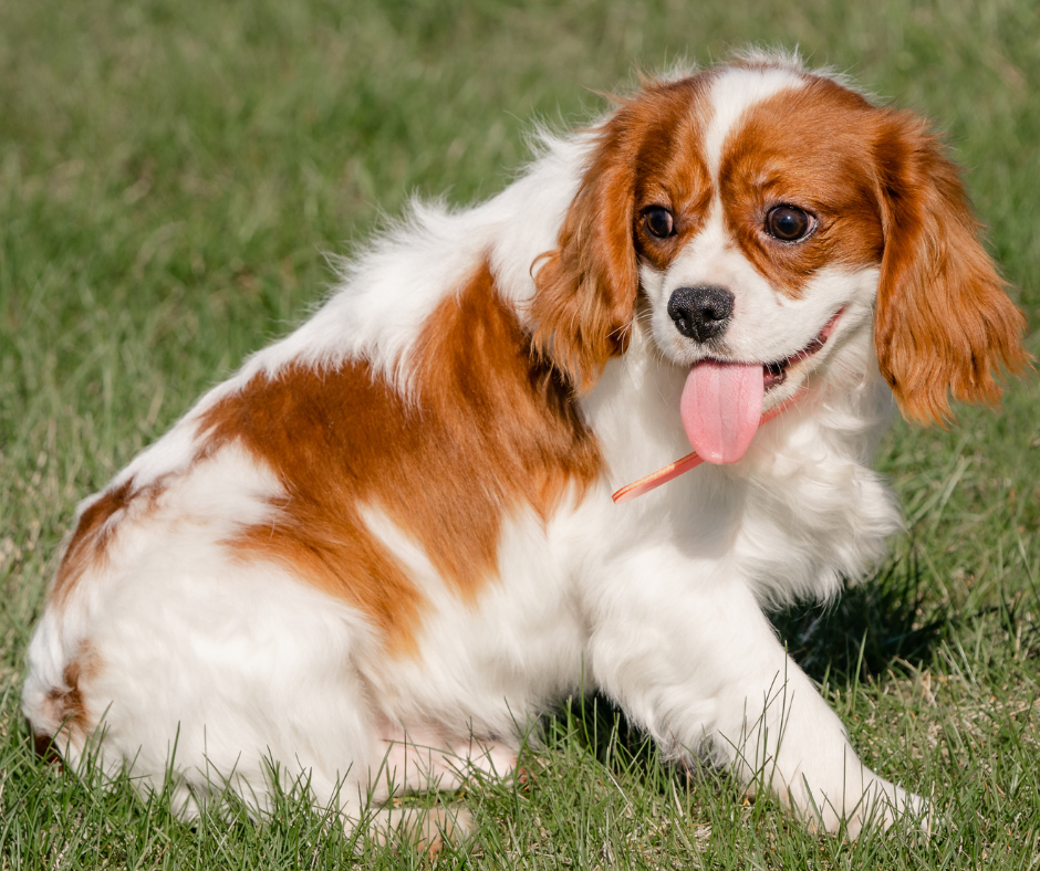 Cavalier King Charles Spaniel Grooming 101