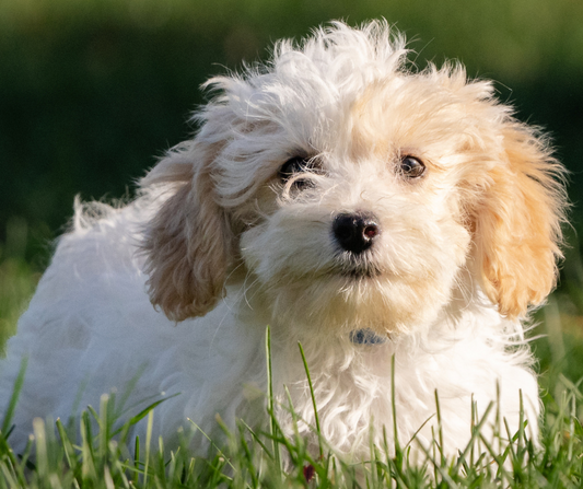 Cavapoo Nutrition: Feeding Your Pup for Optimal Health