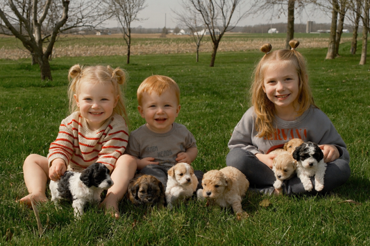 Cavapoo Owner Guide 2026: A Complete Guide for New Owners