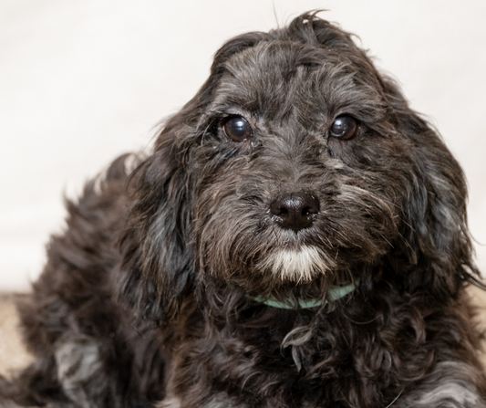 Choosing the Perfect Cavapoo Puppy: Tips and Considerations