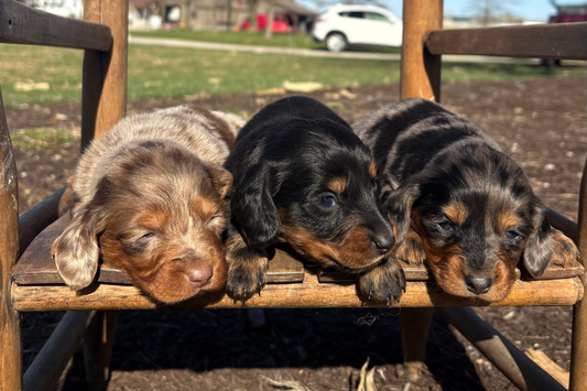 Dachshund Back Problems Prevention: A Simple Guide for Dog Owners