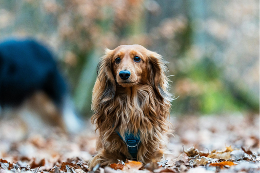 Dachshund-Grooming