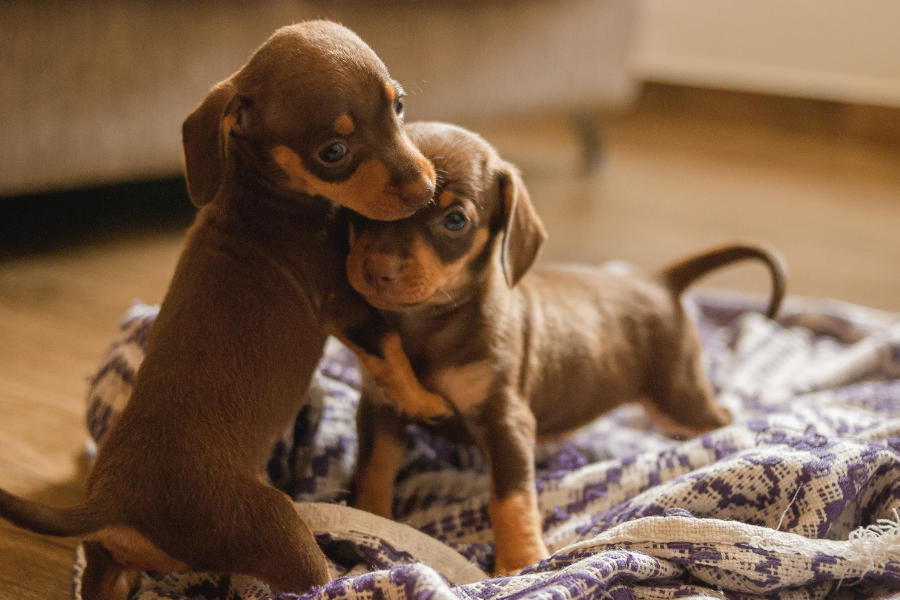 Dachshund Puppy