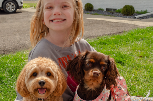 Difference Between Cavapoo and Cavalier King Charles Spaniel: Complete Breed Comparison 2026