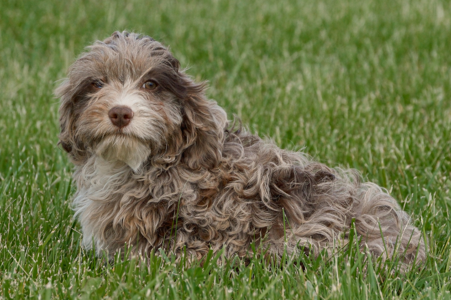 Chocolate-Merle-Cavapoo