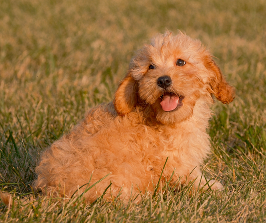 Ear Cleaning and Care for Goldendoodles