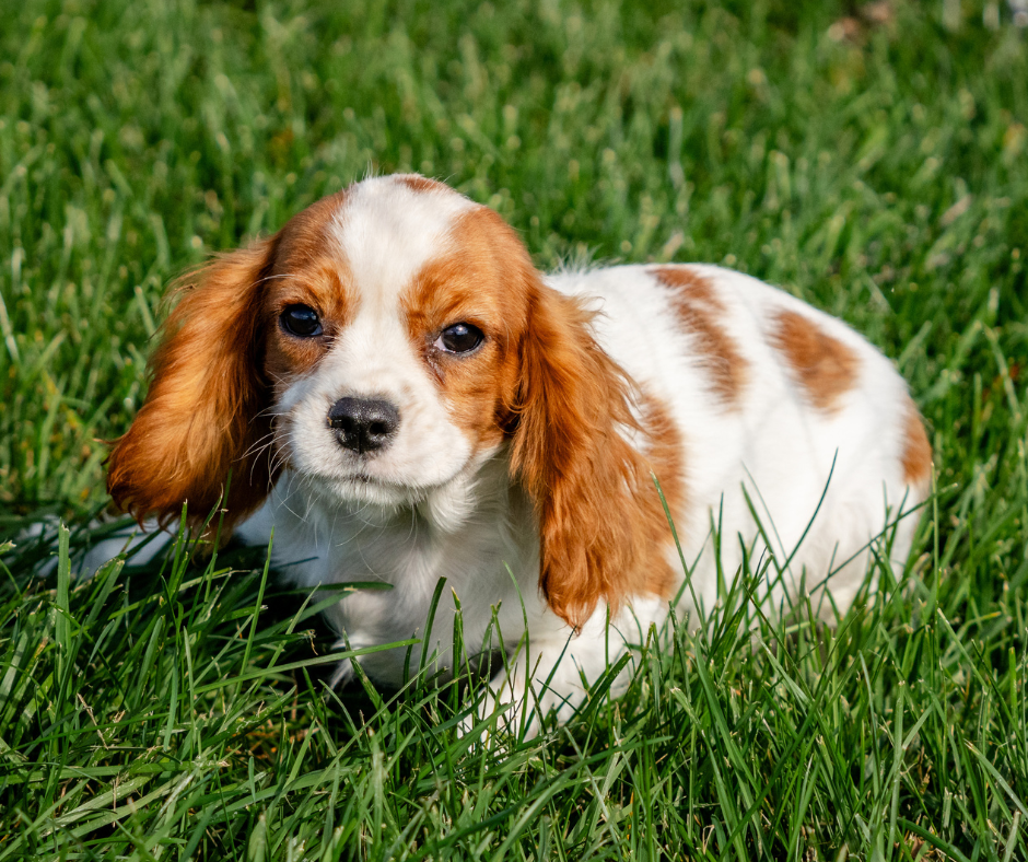 Cavalier-Breeder-Indiana