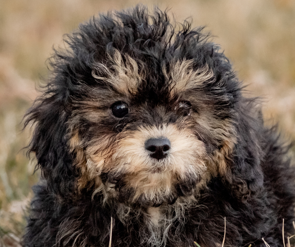 How Big Does a Cavapoo Get?