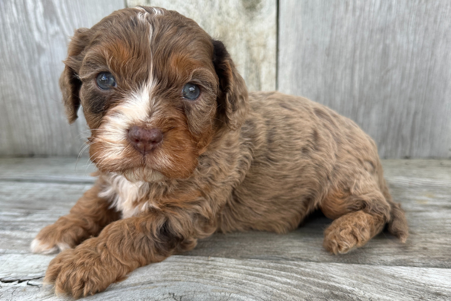 How Big Does a Chocolate Merle Cavapoo Get? – Rafter E Pups