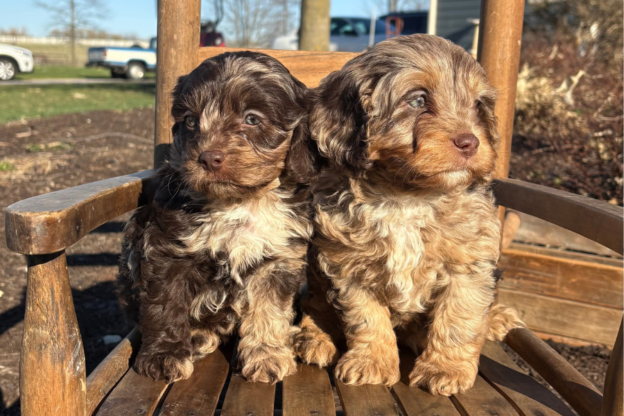 Cavapoo Puppy
