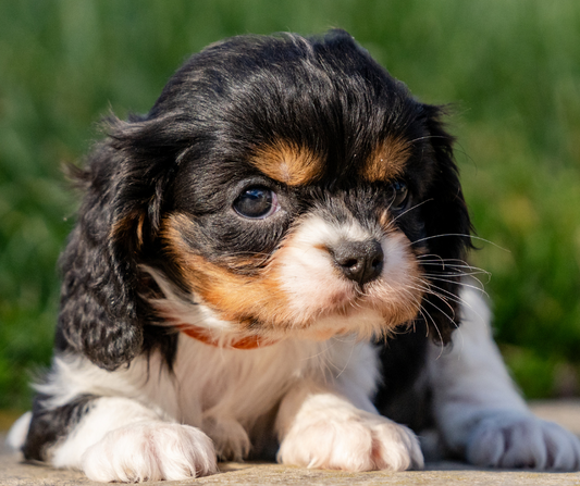 How Much Should You Feed Your Cavalier Puppy?