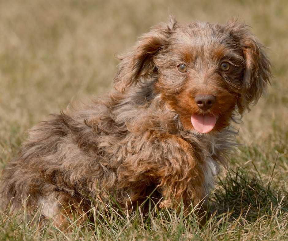 How Much Water Should Your Cavapoo Drink?