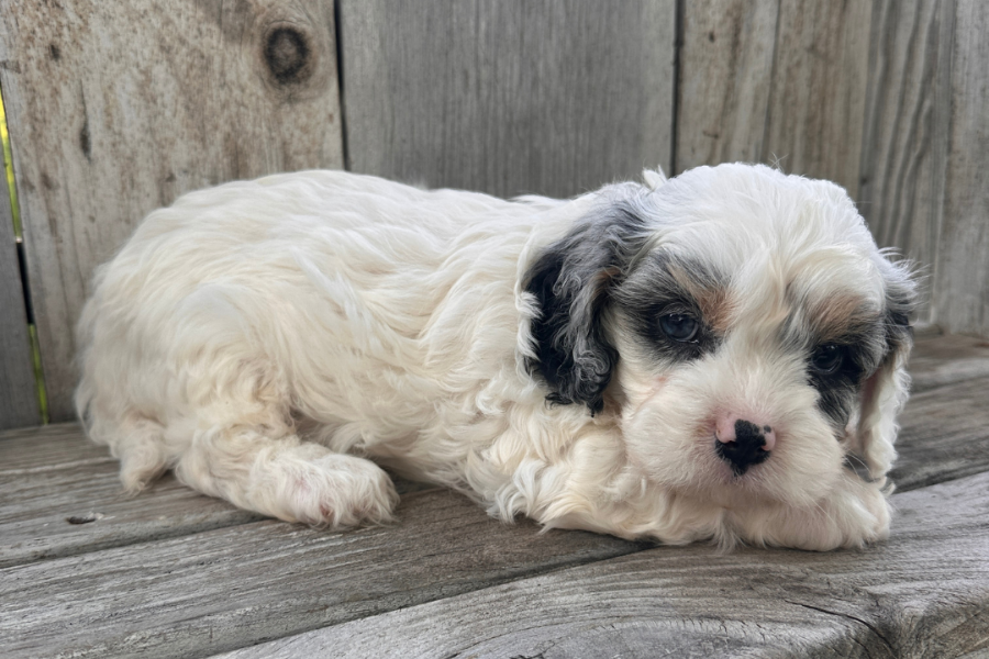 Cavapoo-Coat-Care