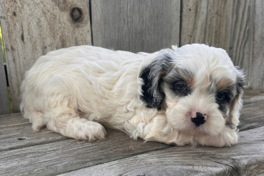 Cavapoo-Coat-Care