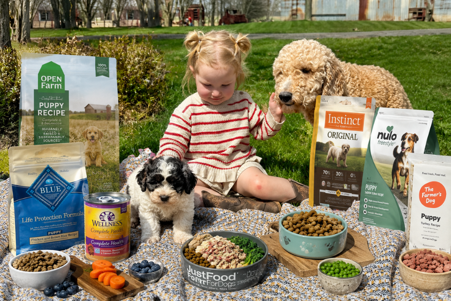 How to Choose the Best Food for Cavapoo Puppies