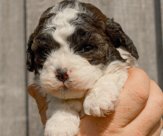 Cavapoo-Puppies-Indiana