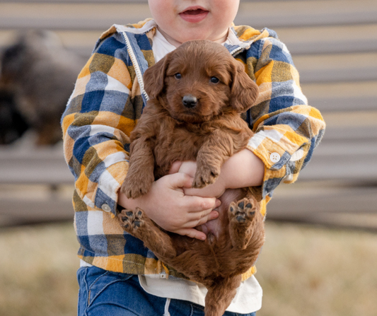 How to Find the Best Goldendoodle Breeder?