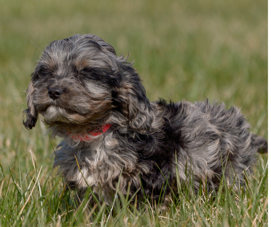 How to Groom Your Cavapoo?