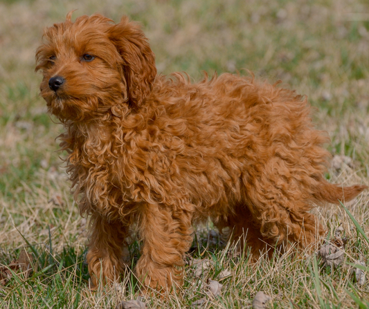 Goldendoodle-Breeder-Indiana