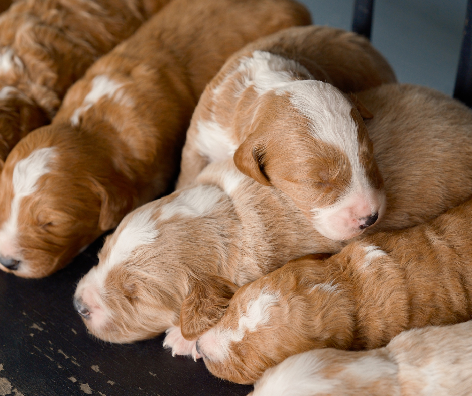 How To Potty Train Your Cavapoo How To Potty Train Your Cavapoo