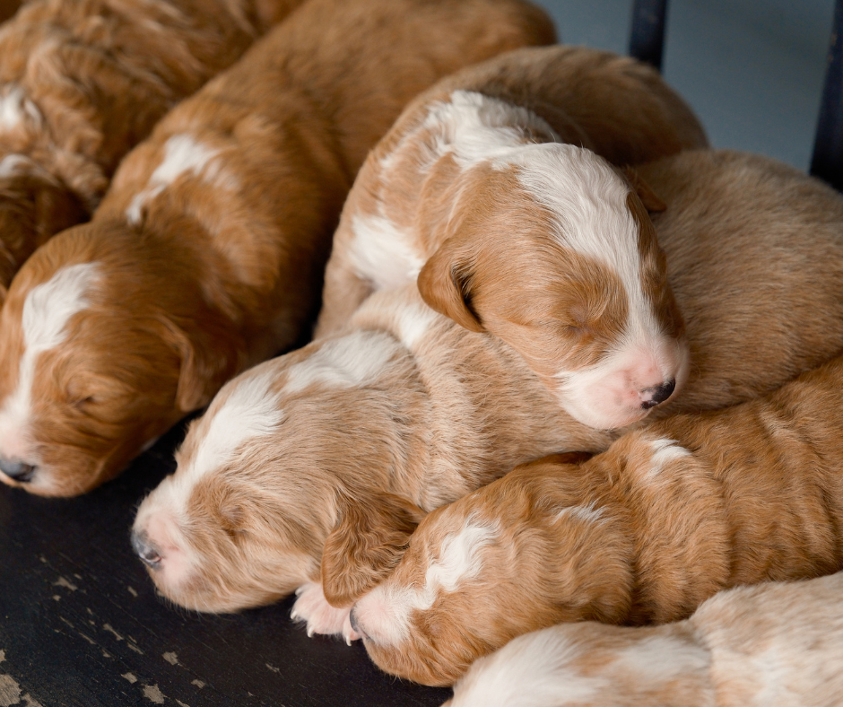 Cavapoo-Puppies-For-Sale