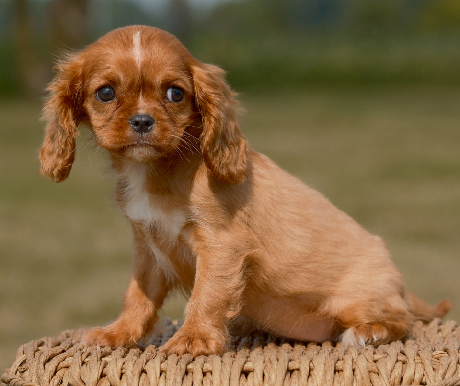 How to Take Care of Your Cavalier Puppy?