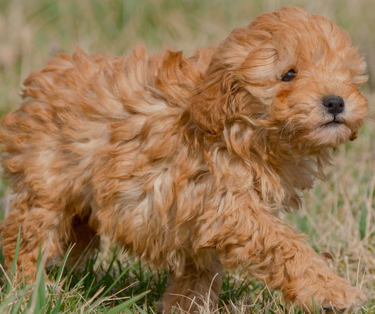 How to Train Your Goldendoodle