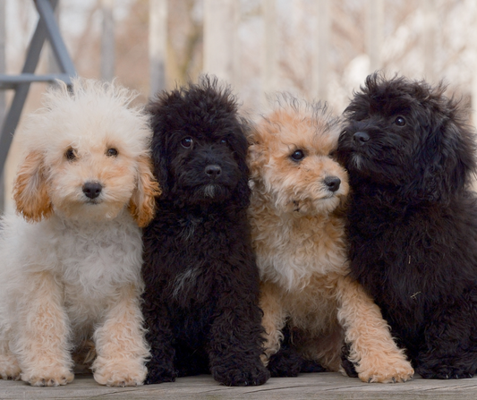 Ideal Toys and Activities to Keep Your Dog Happy