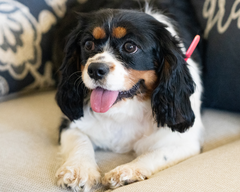 Signs that You Found the Best Cavalier Breeder?