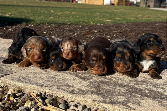 Dachshund-Puppy