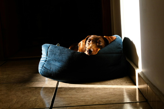 Dachshund-Temperament-and-Personality