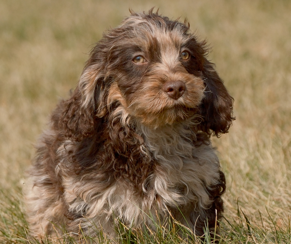 What Human Food is Safe for Your Cavapoo? – Rafter E Pups