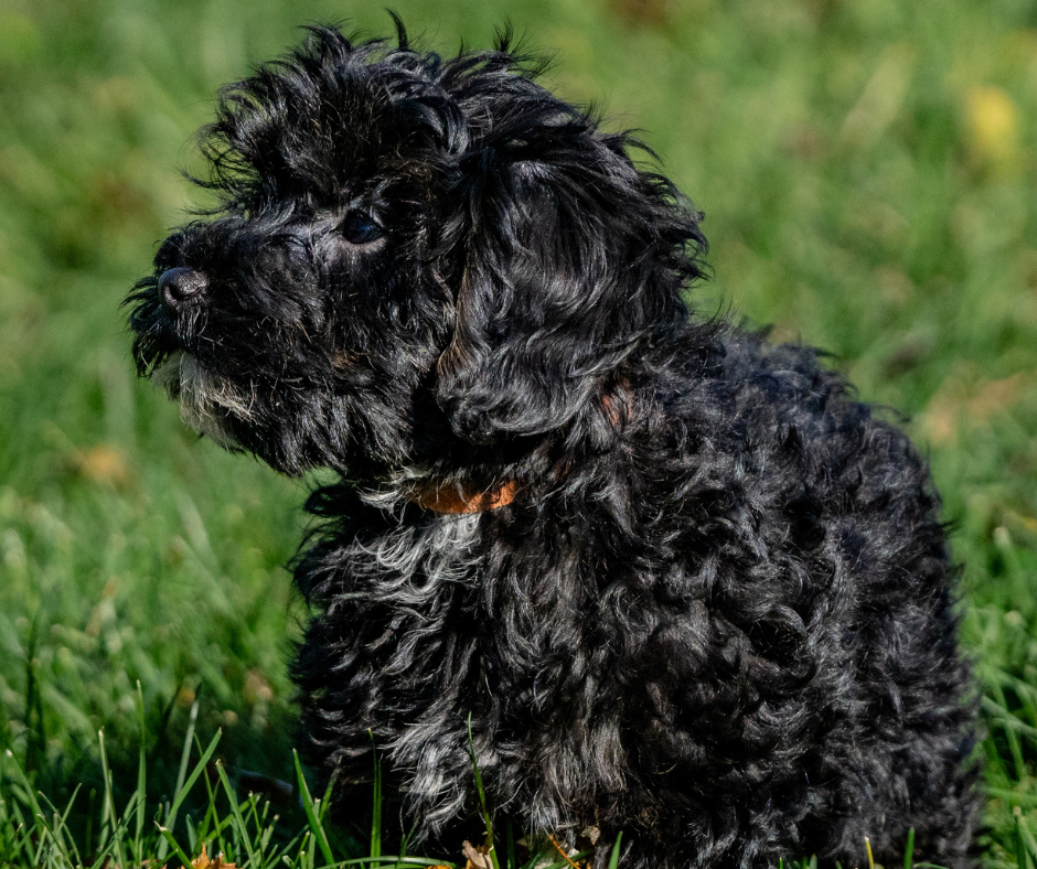 What are the Different Cavapoo Coat Colors and Patterns – Rafter E Pups